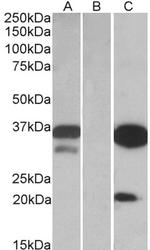 DAPP1 Antibody in Western Blot (WB)