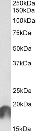 APC11 Antibody in Western Blot (WB)