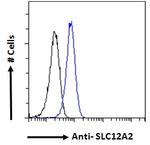 NKCC1 Antibody in Flow Cytometry (Flow)