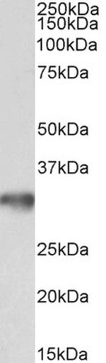 GOLPH3 Antibody in Western Blot (WB)