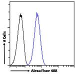 IKZF4 Antibody in Flow Cytometry (Flow)