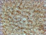 HRD1 Antibody in Immunohistochemistry (Paraffin) (IHC (P))