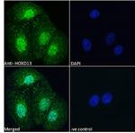 HOXD13 Antibody in Immunocytochemistry (ICC/IF)