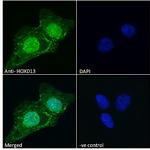 HOXD13 Antibody in Immunocytochemistry (ICC/IF)