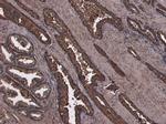 HOXD13 Antibody in Immunohistochemistry (Paraffin) (IHC (P))