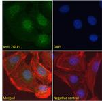 ZGLP1 Antibody in Immunocytochemistry (ICC/IF)