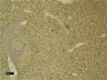 C5AR1 Antibody in Immunohistochemistry (Paraffin) (IHC (P))