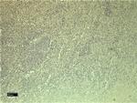 C5AR1 Antibody in Immunohistochemistry (Paraffin) (IHC (P))