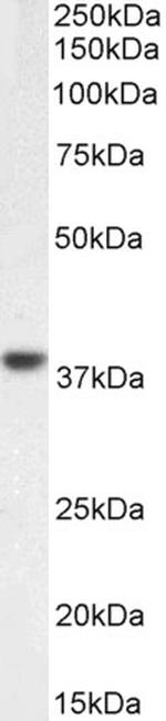 C5AR1 Antibody in Western Blot (WB)