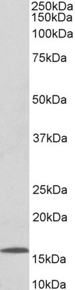 CCL21 Antibody in Western Blot (WB)