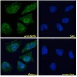 NIPBL Antibody in Immunocytochemistry (ICC/IF)