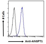 Angiopoietin 1 Antibody in Flow Cytometry (Flow)