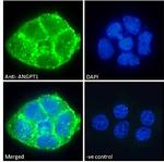 Angiopoietin 1 Antibody in Immunocytochemistry (ICC/IF)