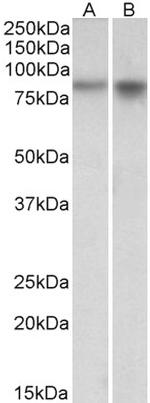 NPAS4 Antibody in Western Blot (WB)