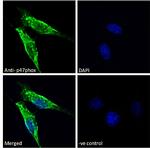 p47phox Antibody in Immunocytochemistry (ICC/IF)