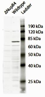 NUP107 Antibody in Western Blot (WB)