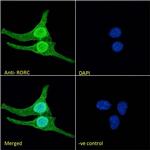 ROR gamma Antibody in Immunocytochemistry (ICC/IF)