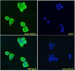 NQO1 Antibody in Immunocytochemistry (ICC/IF)