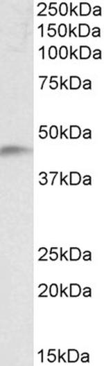 NDRG2 Antibody in Western Blot (WB)