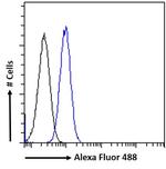 MKRN1 Antibody in Flow Cytometry (Flow)