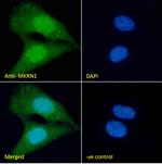 MKRN1 Antibody in Immunocytochemistry (ICC/IF)