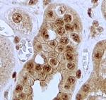 Jagged1 Antibody in Immunohistochemistry (Paraffin) (IHC (P))