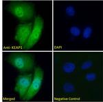 KEAP1 Antibody in Immunocytochemistry (ICC/IF)