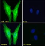 Nrf2 Antibody in Immunocytochemistry (ICC/IF)