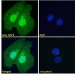 Nrf2 Antibody in Immunocytochemistry (ICC/IF)