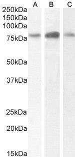 TBK1 Antibody in Western Blot (WB)