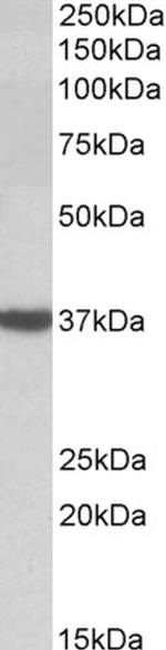 DAO Antibody in Western Blot (WB)