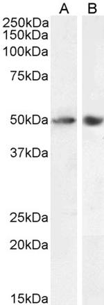 SOX10 Antibody in Western Blot (WB)