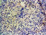 CYP1A1 Antibody in Immunohistochemistry (Paraffin) (IHC (P))