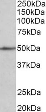 CADM1 Antibody in Western Blot (WB)