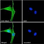 HDAC2 Antibody in Immunocytochemistry (ICC/IF)