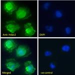 HDAC2 Antibody in Immunocytochemistry (ICC/IF)