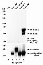 GEM Antibody in Western Blot (WB)