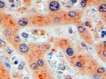 Furin Antibody in Immunohistochemistry (Paraffin) (IHC (P))