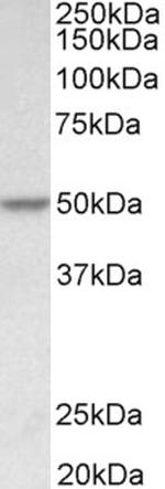 PDCD4 Antibody in Western Blot (WB)