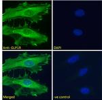 GLP1R Antibody in Immunocytochemistry (ICC/IF)