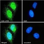 c-Fos Antibody in Immunocytochemistry (ICC/IF)