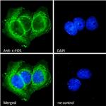 c-Fos Antibody in Immunocytochemistry (ICC/IF)