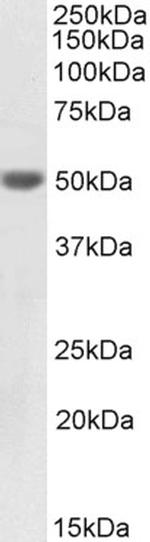 Cytokeratin 20 Antibody in Western Blot (WB)