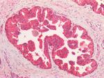 VCP Antibody in Immunohistochemistry (Paraffin) (IHC (P))