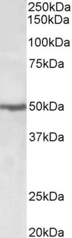 EEF1A2 Antibody in Western Blot (WB)