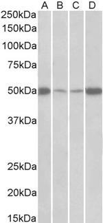 EEF1A2 Antibody in Western Blot (WB)