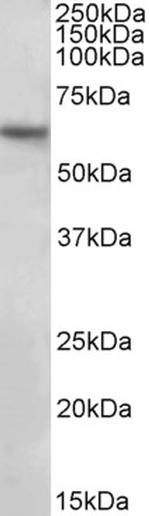 GLAST Antibody in Western Blot (WB)