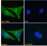 Cardiac Troponin I Antibody in Immunocytochemistry (ICC/IF)