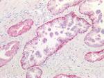 Cathepsin B Antibody in Immunohistochemistry (Paraffin) (IHC (P))