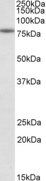 Calpain 1 Antibody in Western Blot (WB)